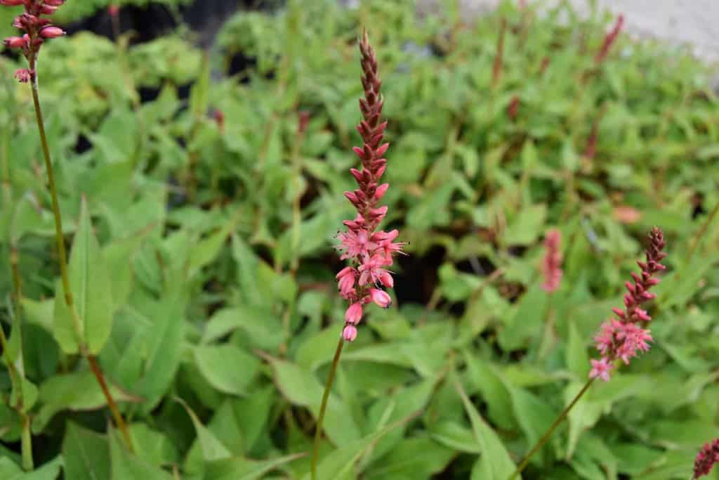 Persicaria amplexicaulis 'Orange Field' ® ---